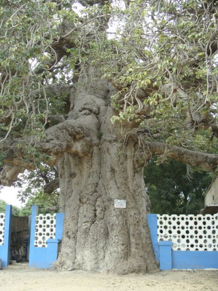 baobabtree.jpg