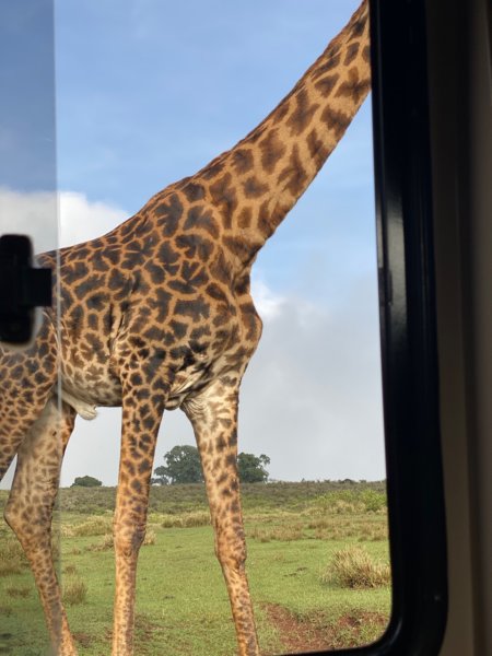 giraffe2.jpg